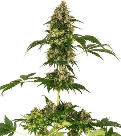Cobalt Haze > Sensi Seeds | Feminized Marijuana   |  hybrid