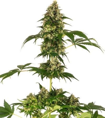 Cobalt Haze > Sensi Seeds | Graines Féminisées  |  Hybride