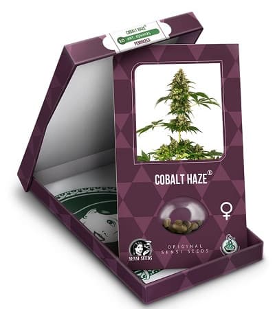 Cobalt Haze > Sensi Seeds | Graines Féminisées  |  Hybride