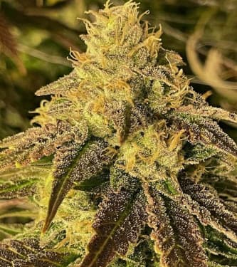 Coco Nibbles > Rare Dankness Seeds | Feminized Marijuana   |  hybrid