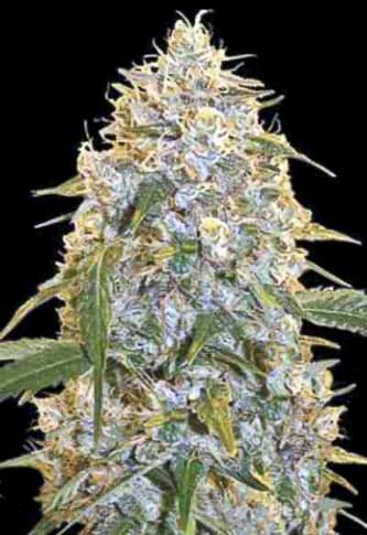 Cocopopo > Bulk Seed Bank | Semillas feminizadas  |  Sativa