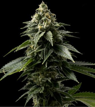 Coffe Rocket > Bulk Seed Bank | Semillas feminizadas  |  Sativa