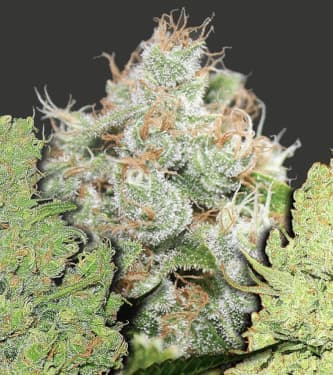 Coleccion 1 > Medical Seeds Co. | Feminized Marijuana   |  Sativa