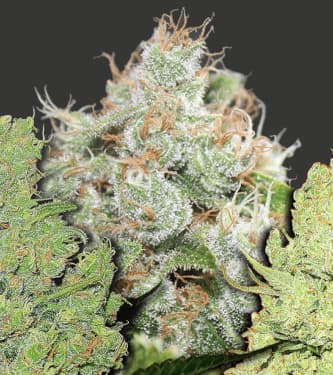 Coleccion 1 > Medical Seeds Co.