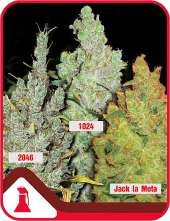 Coleccion 2 > Medical Seeds Co. | Feminisierte Hanfsamen  |  Sativa