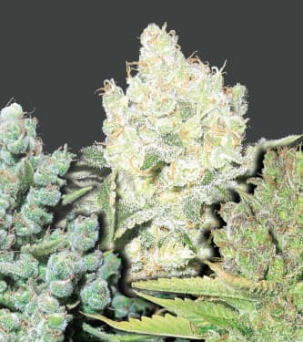 Coleccion 4 > Medical Seeds Co.
