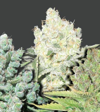 Coleccion 4 > Medical Seeds Co. | Feminisierte Hanfsamen  |  Sativa