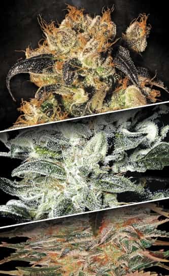 Collection Pack Indica Champions > Paradise Seeds | Feminized Cannabis   |  Indica