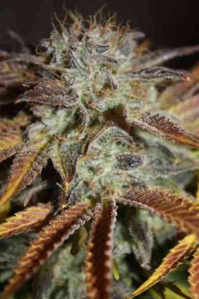 Collection Pack Sativa Champions > Paradise Seeds
