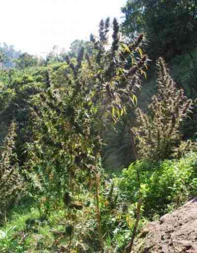 Colombia Mangobiche > Cannabiogen