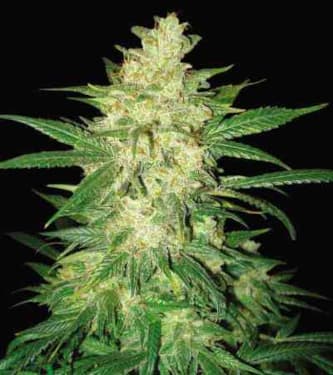 Colombian Gold Ryder > World of Seeds | Semillas de marihuana autoflorecientes  |  Sativa