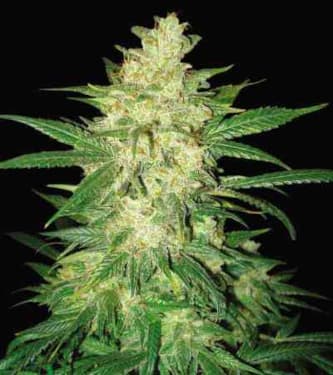 Colombian Gold Ryder > World of Seeds | Autoflowering Cannabis   |  Sativa