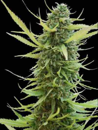 Colombian Gold > World of Seeds | Feminisierte Hanfsamen  |  Sativa