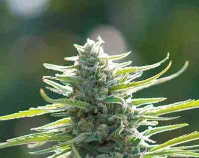 Colombian Gold > World of Seeds | Semillas feminizadas  |  Sativa