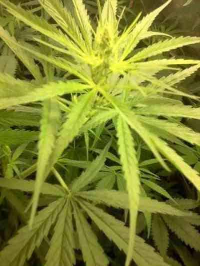 Colombian Gold > World of Seeds | Semillas feminizadas  |  Sativa