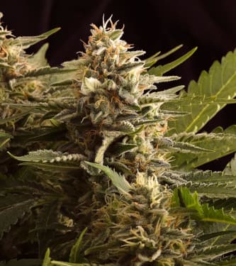 Colombian Jack > Kannabia Seeds | Feminized Marijuana   |  Sativa