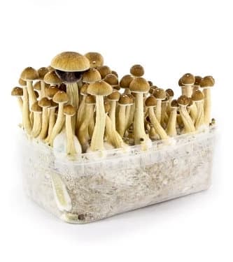 Colombian > champignons magiques | Champis / Champignons Magiques