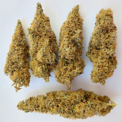 Colossus graines > ACE Seeds | Graines Féminisées  |  Sativa