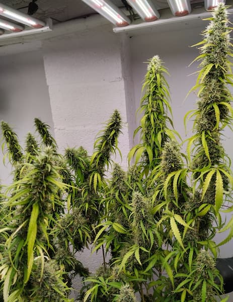 Colossus graines > ACE Seeds | Graines Féminisées  |  Sativa