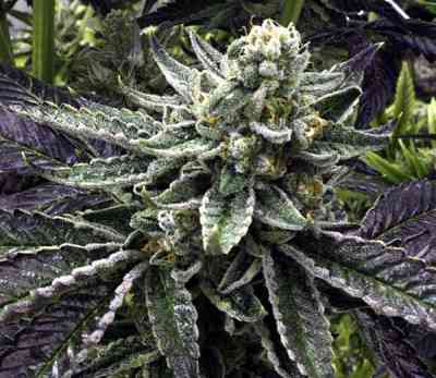 Commerce City Kush > Rare Dankness Seeds | Graines Normal  |  Indica