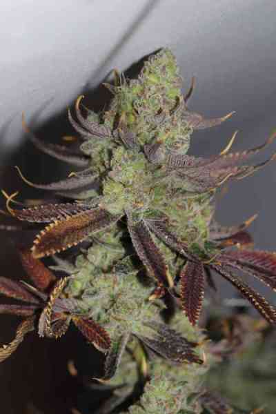 Conspiracy Kush > TGA Subcool Seeds | Regular Cannabis   |  Indica