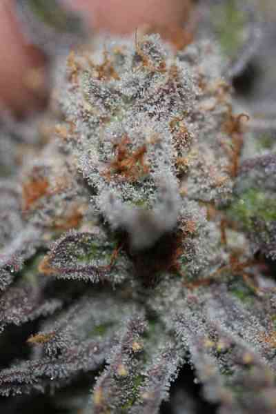 Conspiracy Kush > TGA Subcool Seeds | Regular Cannabis   |  Indica
