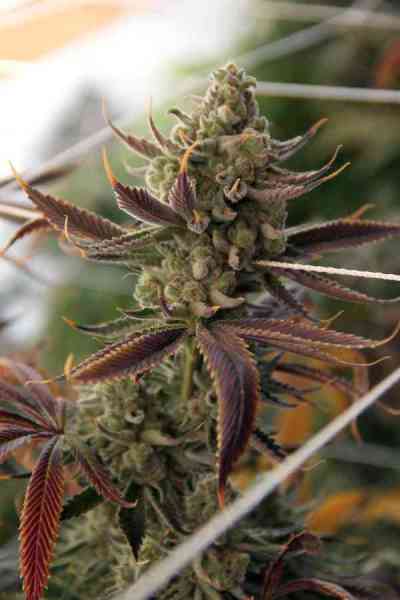 Conspiracy Kush > TGA Subcool Seeds | Regular Marijuana   |  Indica