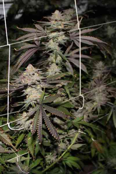 Conspiracy Kush > TGA Subcool Seeds | Regular Marijuana   |  Indica