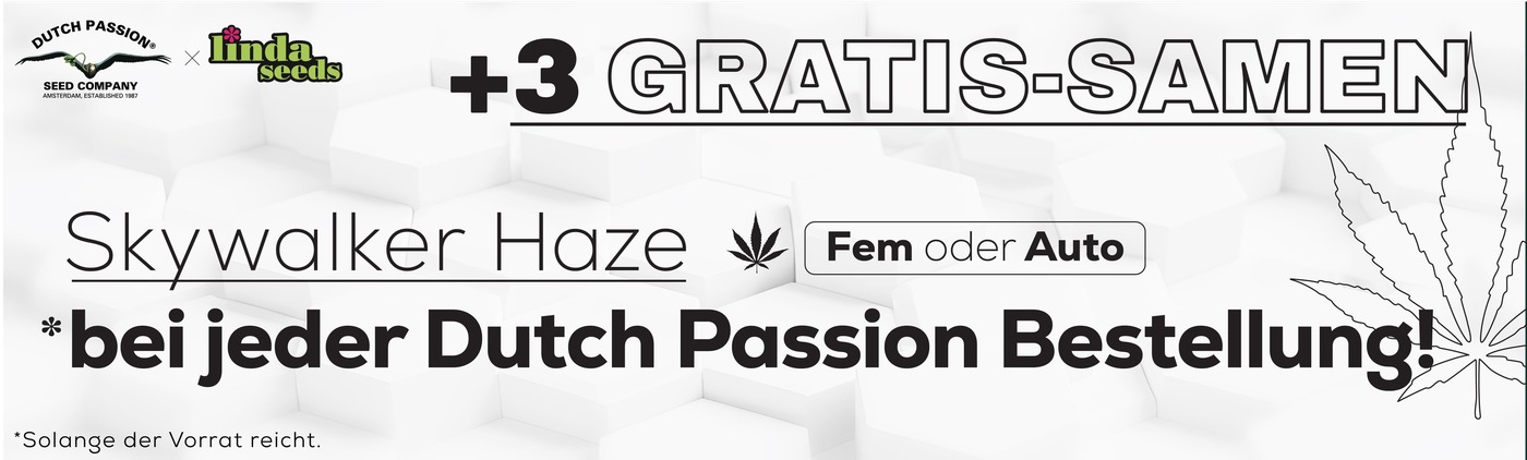 DUTCH PROMO