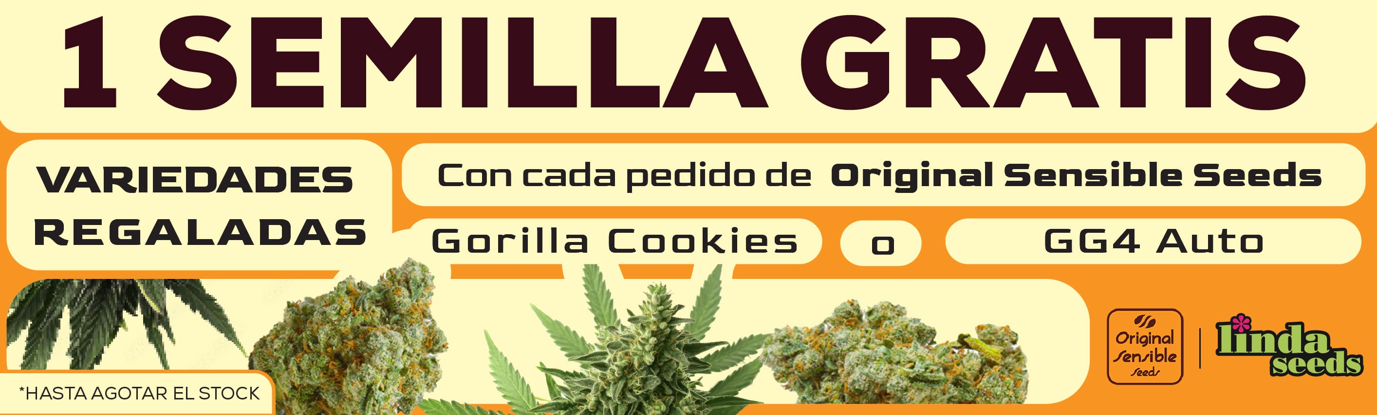 ORIGINAL SENSIBLE SEEDS PROMO