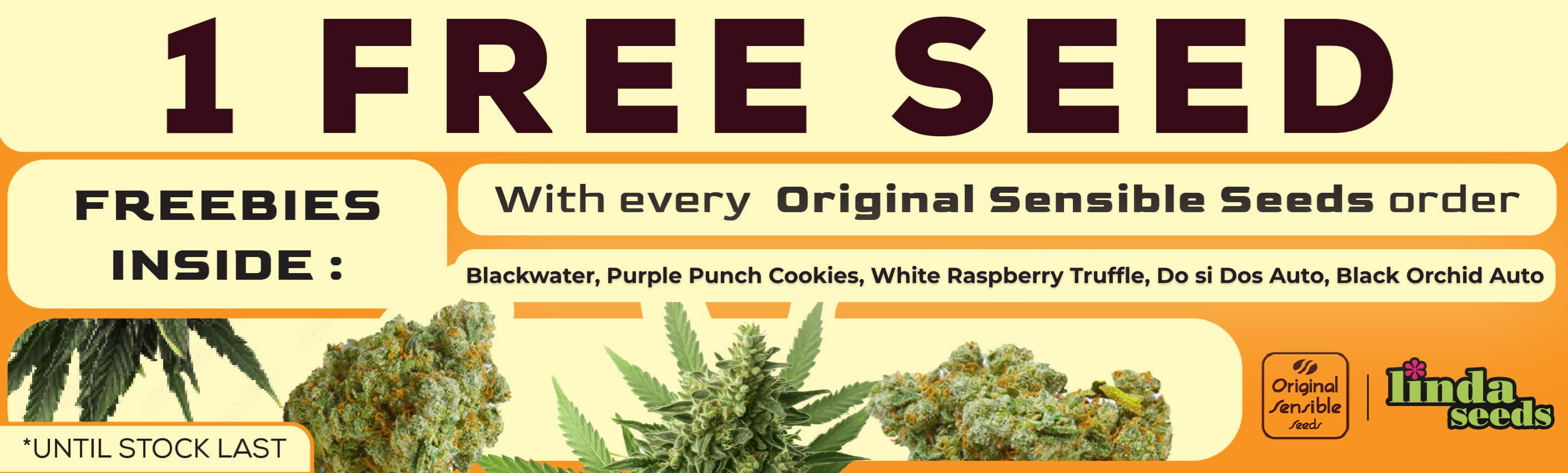 ORIGINAL SENSIBLE SEEDS PROMO