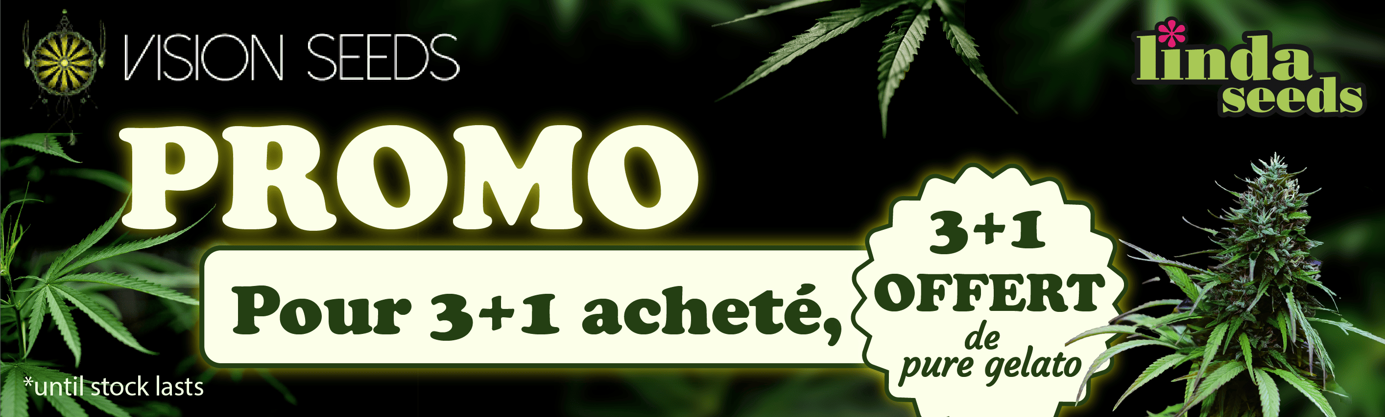 VISION SEEDS PROMO
