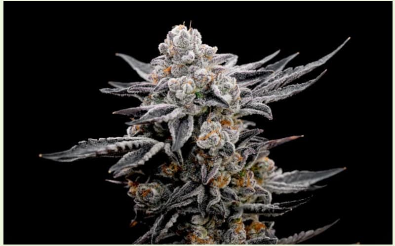 Autoflowering cannabis strains