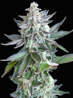 graines de cannabis autofloraison