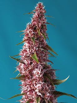 medical CBD cannabis seeds