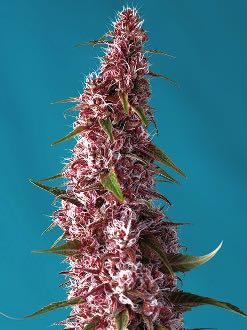 graines de cannabis CBD médicales