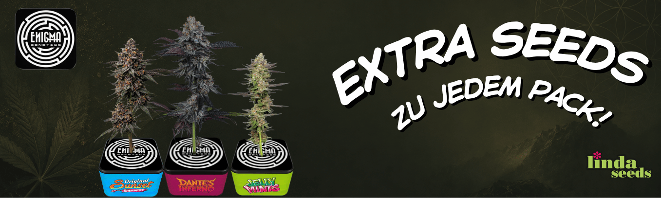 Enigma Genetics new seedbank!