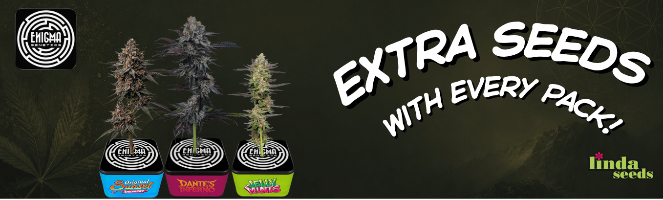 Enigma Genetics new seedbank!