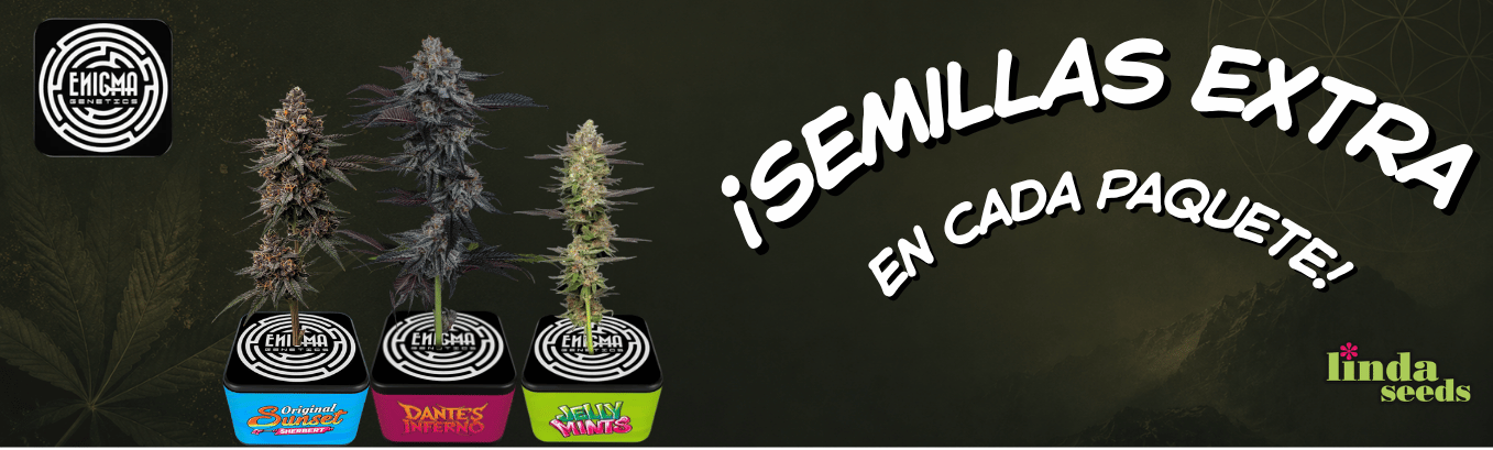 Enigma Genetics new seedbank! Enigma Genetics new seedbank!