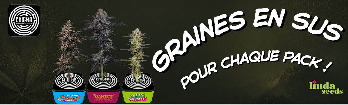 Enigma Genetics new seedbank! Enigma Genetics new seedbank!