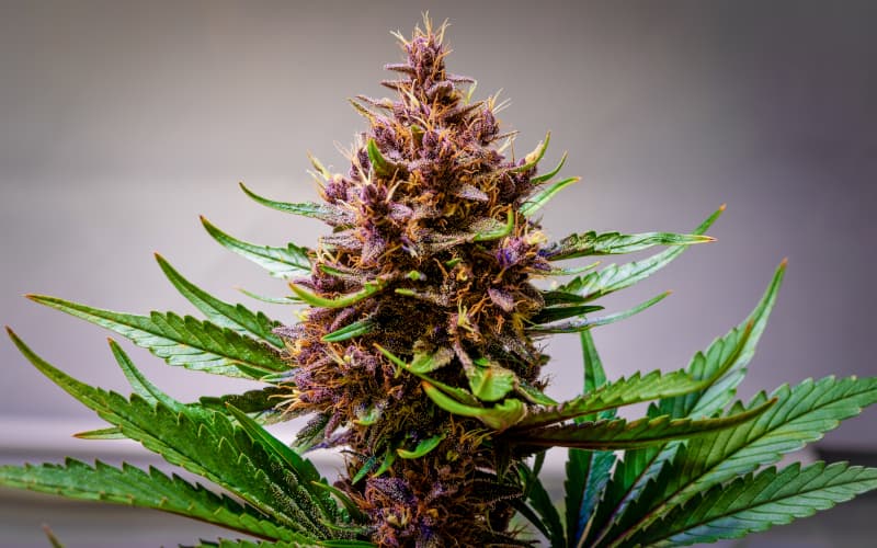 Feminized cannabis strains