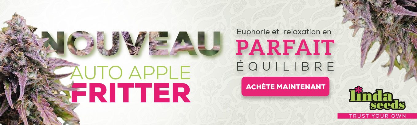 Nouvelle Linda graines  Auto Apple Fritter