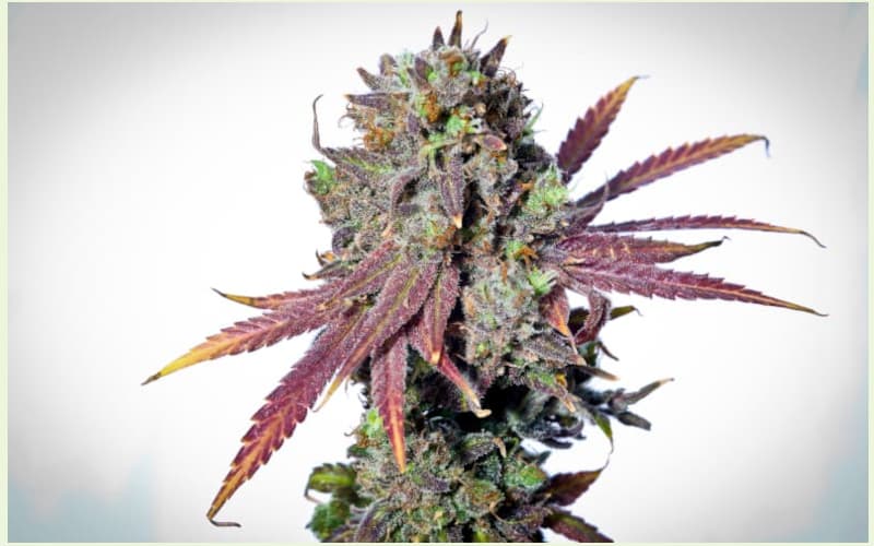 Medizinisches CBD Saatgut
