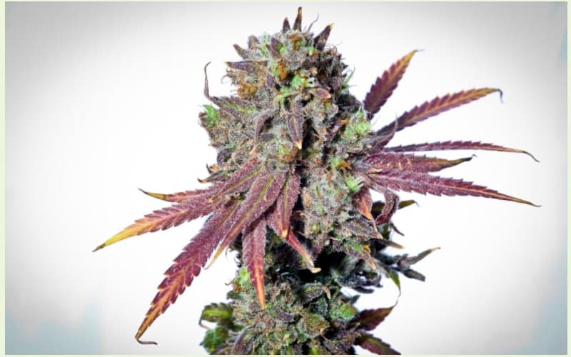 Graines de cannabis CBD