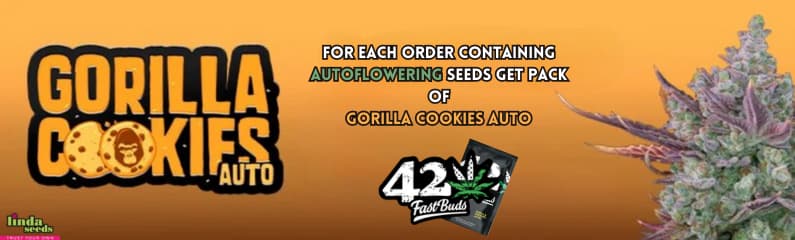 Promo+1 (Gorilla Cookies) English