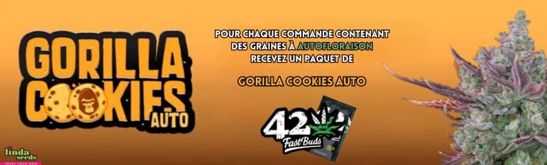 Promo+1 (Gorilla Cookies) French