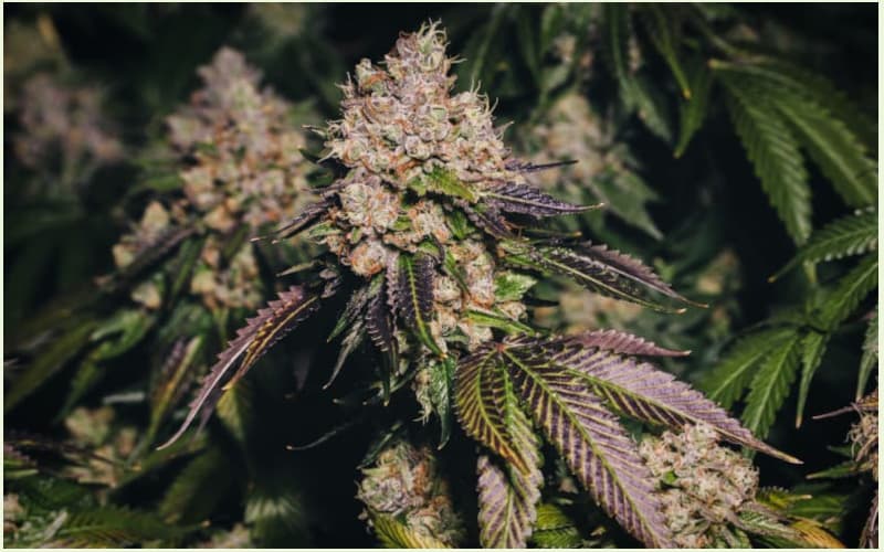 Reguläre Cannabis-Samen