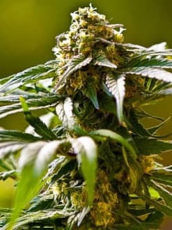 graines de cannabis régulières