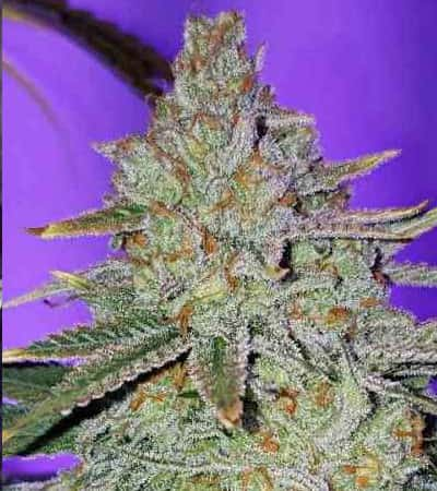 Cookie Puss > Jinxproof Genetics | Semillas Regulares  |  Híbrido