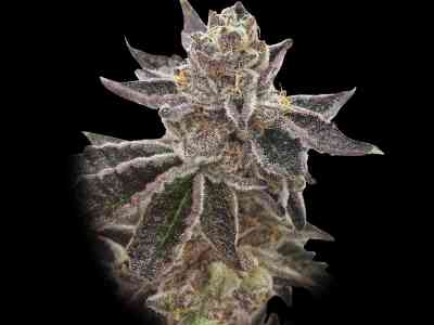 Cookie OX > Rare Dankness Seeds | Regular Marijuana   |  Indica